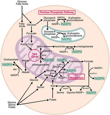 Pathways Linking Nicotinamide Adenine Dinucleotide Phosphate Production to Endoplasmic Reticulum Protein Oxidation and Stress